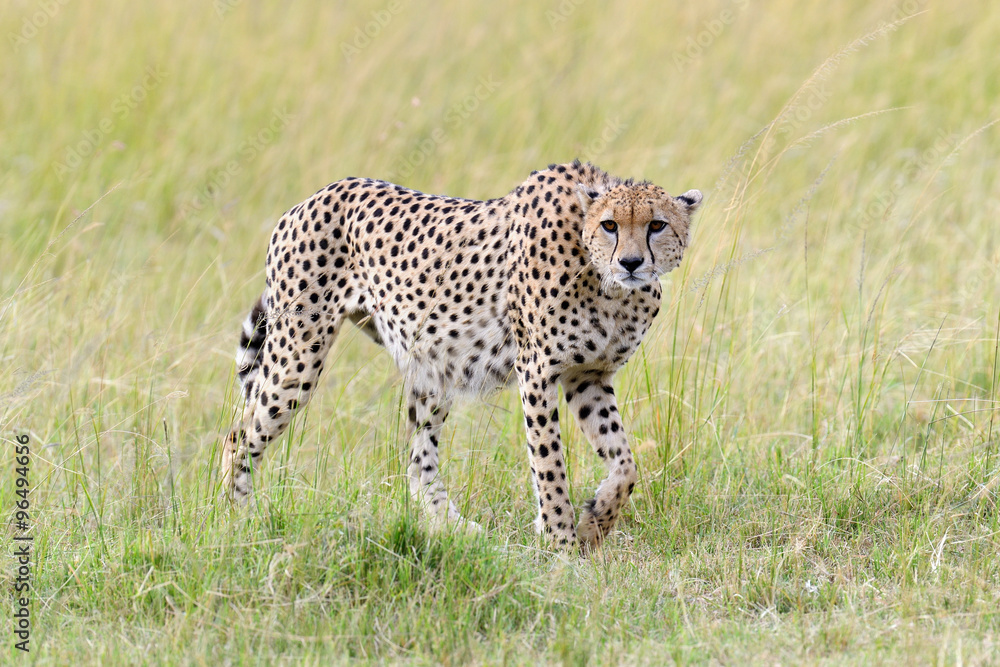 Cheetah. Africa, Kenya Cheetah. Africa, Kenya