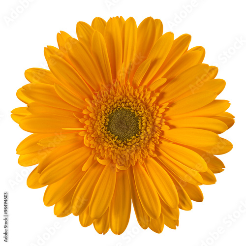 Yellow gerbera flower head