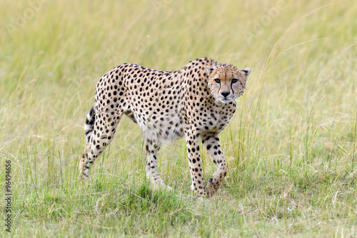 Cheetah. Africa  Kenya
