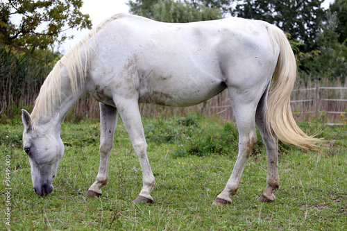  Thoroughbred arabian grey horse grazing fresh green grass