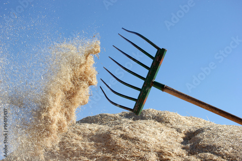 Foto Harvest