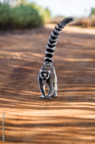 Ring-tailed lemur goes on the ground. Madagascar. An excellent illustration.