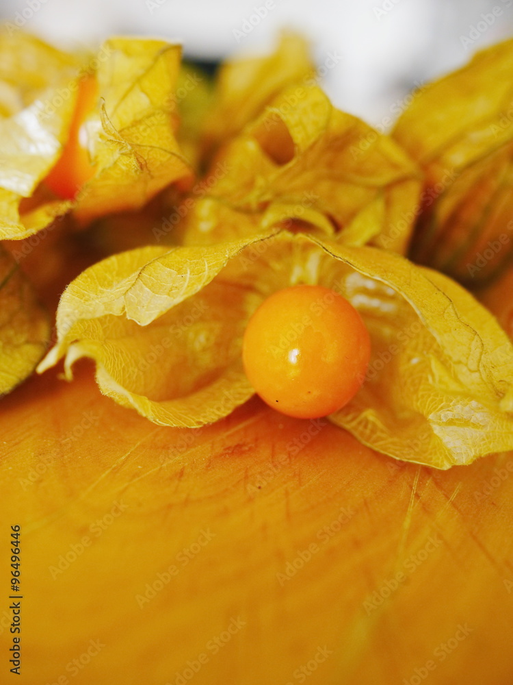 Physalis
