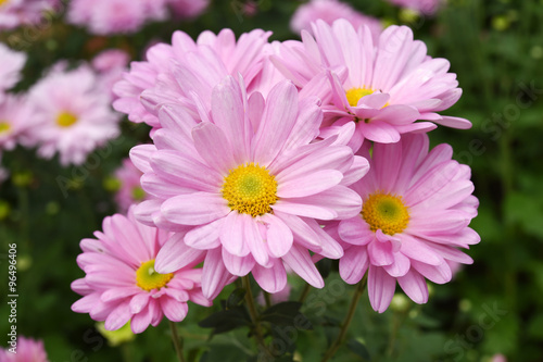 Close up of flowers colorful chrysanthemums