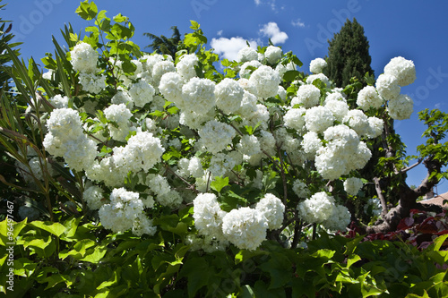 Viburnum opulus