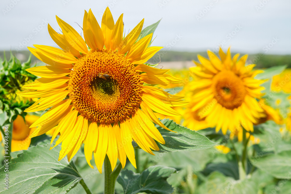 Obraz premium Field of sunflowers