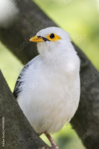 Beautiful White Bird