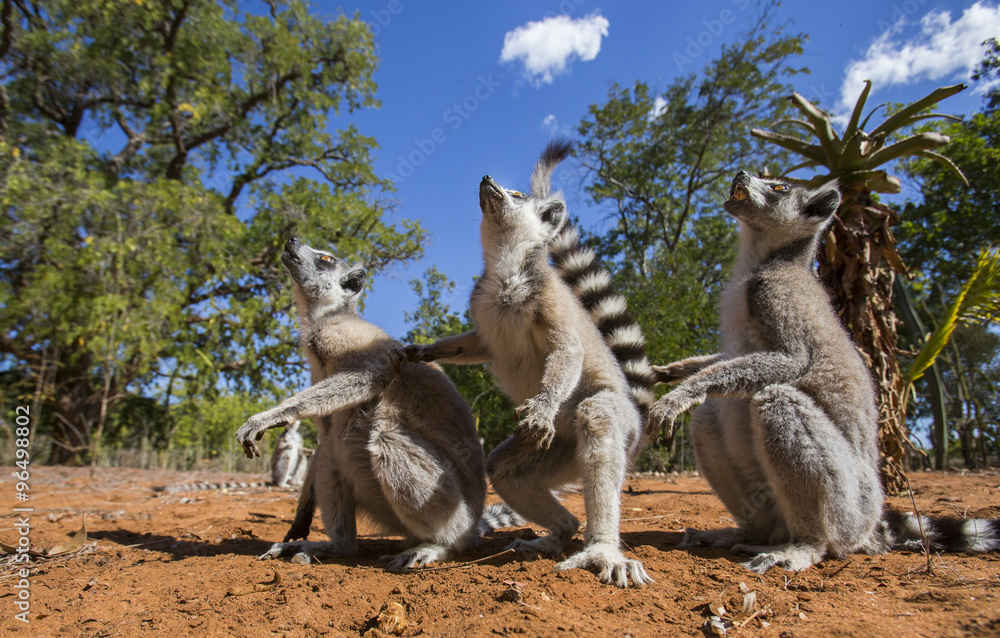 Ring-tailed lemurs are sitting on the ground. Madagascar. An excellent illustration.