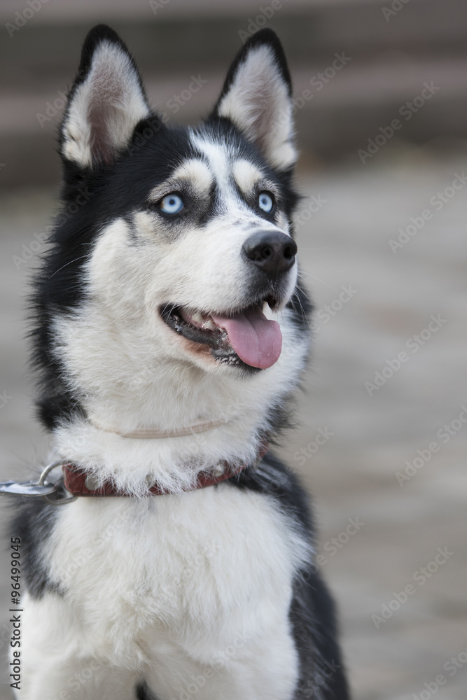 Husky portrait Husky portrait