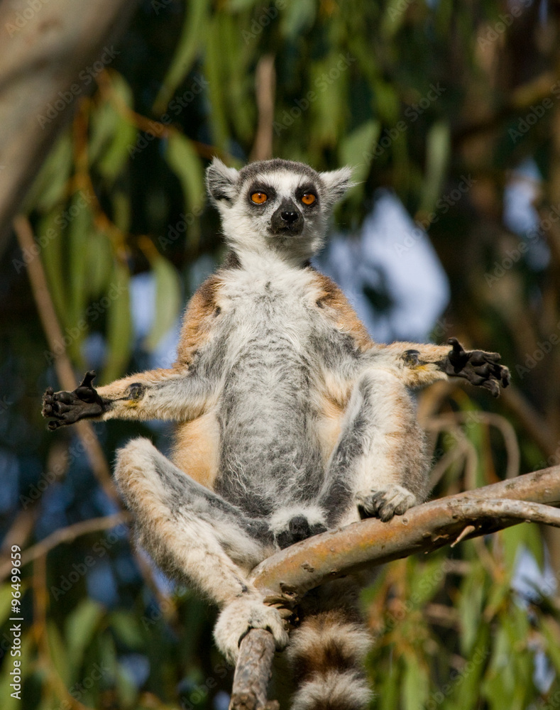 Ring-tailed lemur sitting on a tree. Madagascar. An excellent illustration. Ring-tailed lemur sitting on a tree. Madagascar. An excellent illustration.