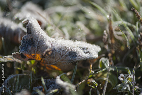 Plant covered with hoar frost, close up