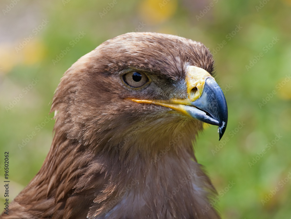 eagle eagle