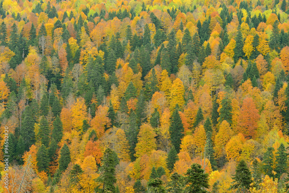 autumn forest on the hillside