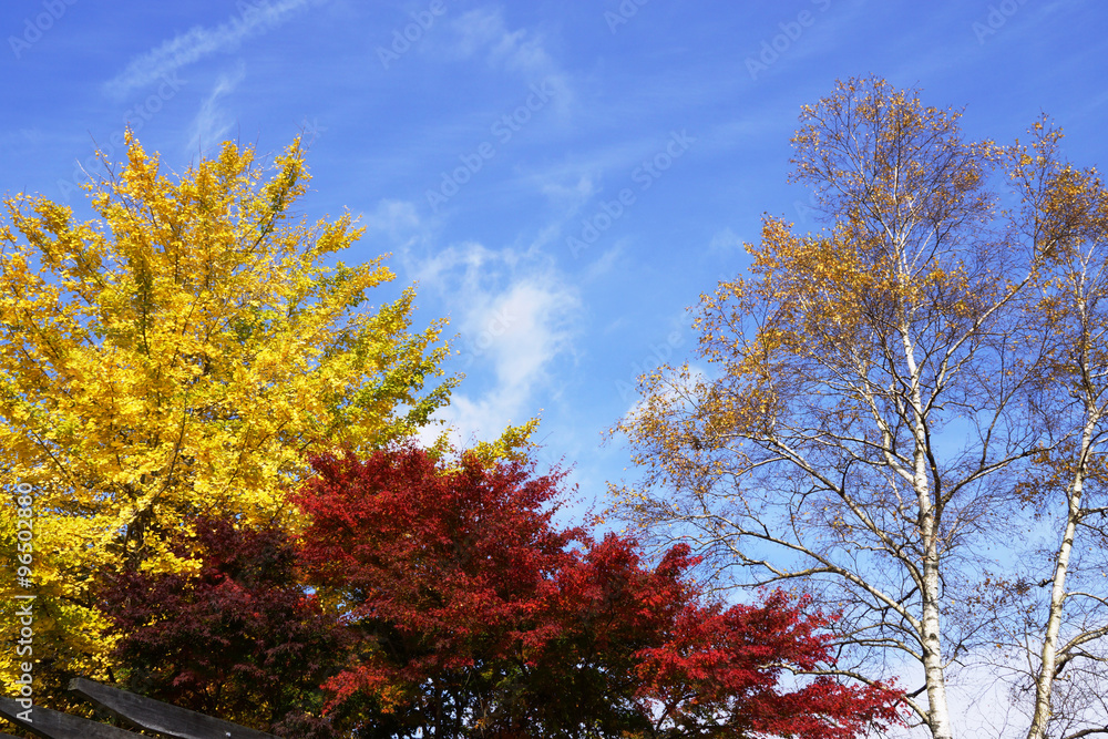 秋晴れの紅葉 秋晴れの紅葉
