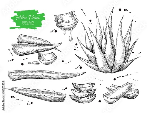 Vector hand drawn botanical Aloe Vera.