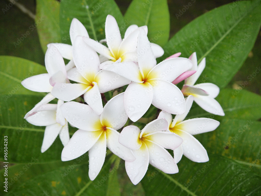 Fototapeta premium Plumeria flower or Frangipani in the garden