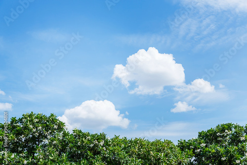 Plumeria frangipani on blue sky