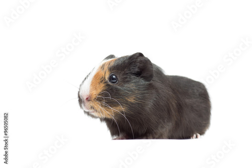 funny multicolored guinea pig