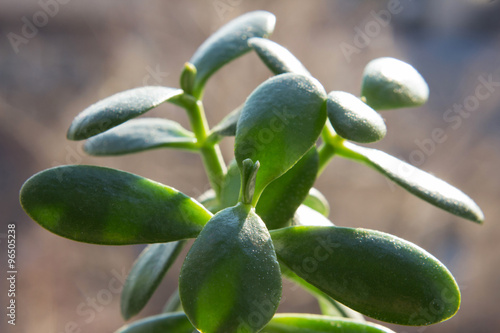 Crassula portulacea houseplant close up photo