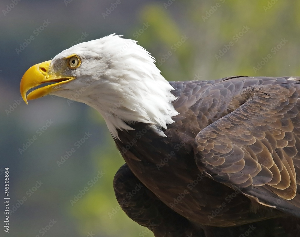 Obraz premium American eagle