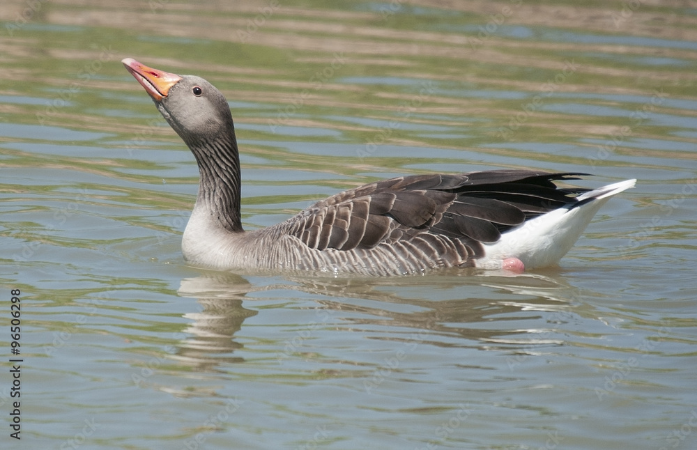 Fototapeta premium Greylag Goose (Anser anser) swimming.
