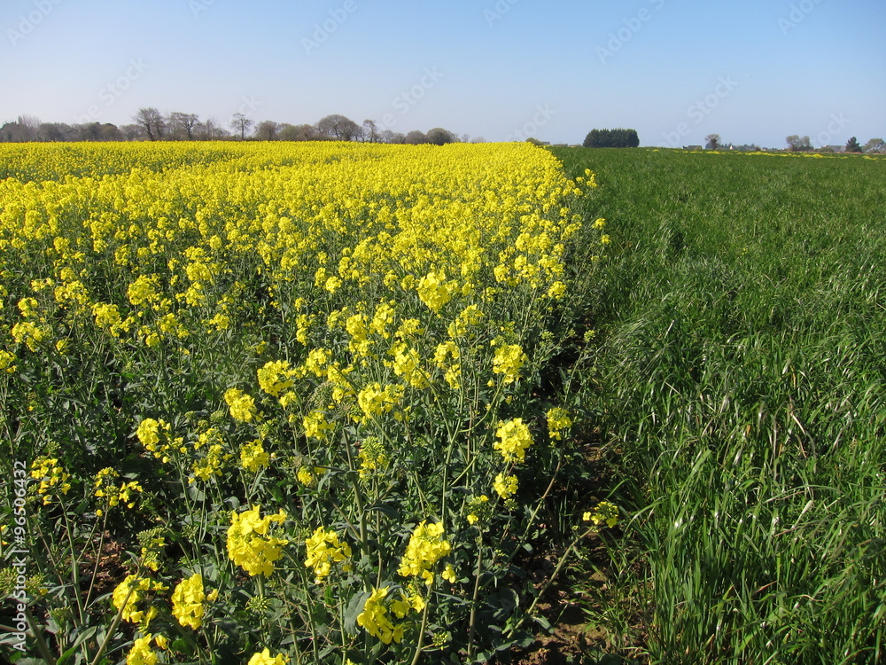 Fototapeta premium Flower of rape