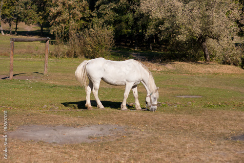 beautiful white horse grazing in the meadow
