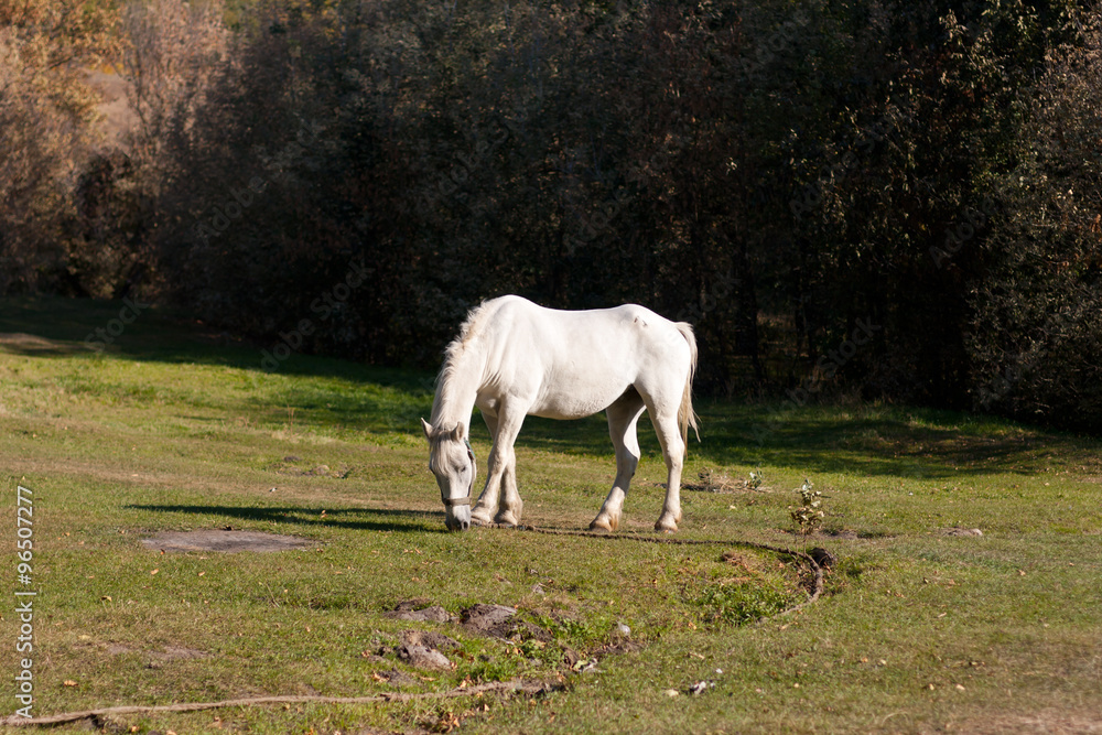 beautiful white horse grazing in the meadow beautiful white horse grazing in the meadow