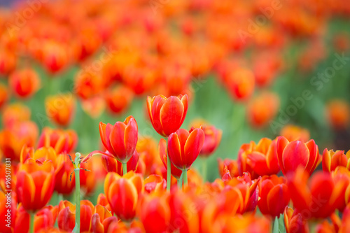 Blooming tulip plants in a large field.