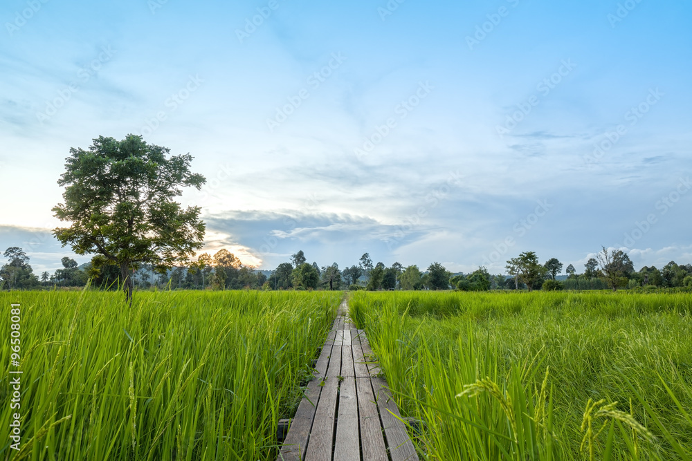 100 year-old wooden bridge between rice field with sunlight at N