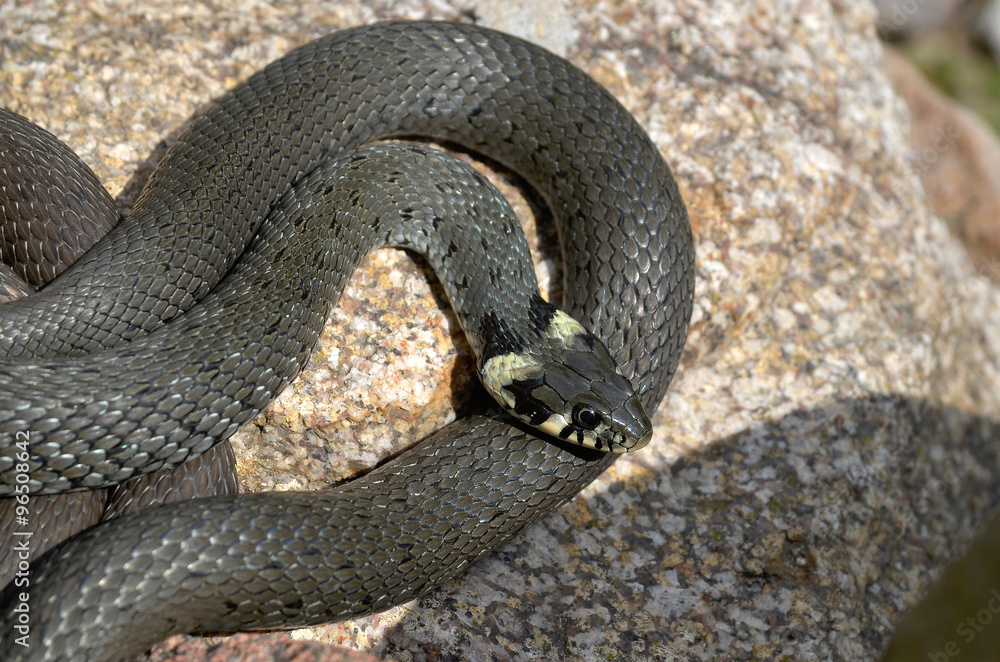 Zaskroniec zwyczajny, Natrix natrix Zaskroniec zwyczajny, Natrix natrix