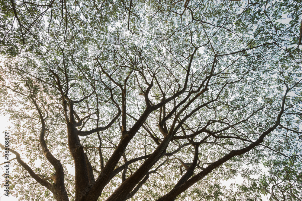 branch of Samanea saman, Big rain tree branch of Samanea saman, Big rain tree