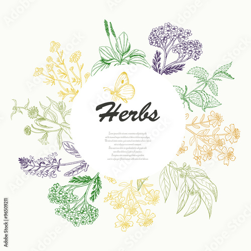 Vector background with herbs in a circle