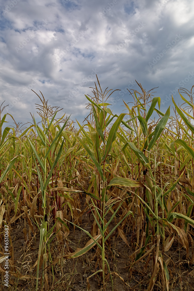 Fototapeta premium Corn field against the blue sky with clouds