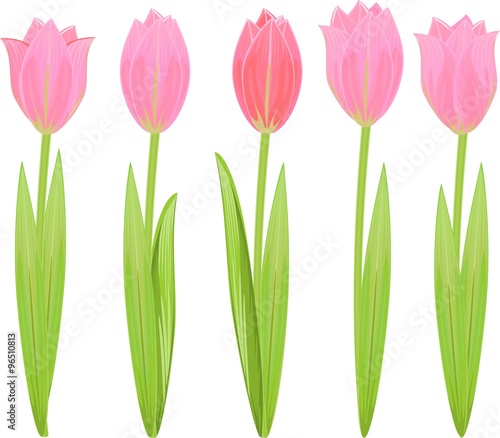 set of pink tulips