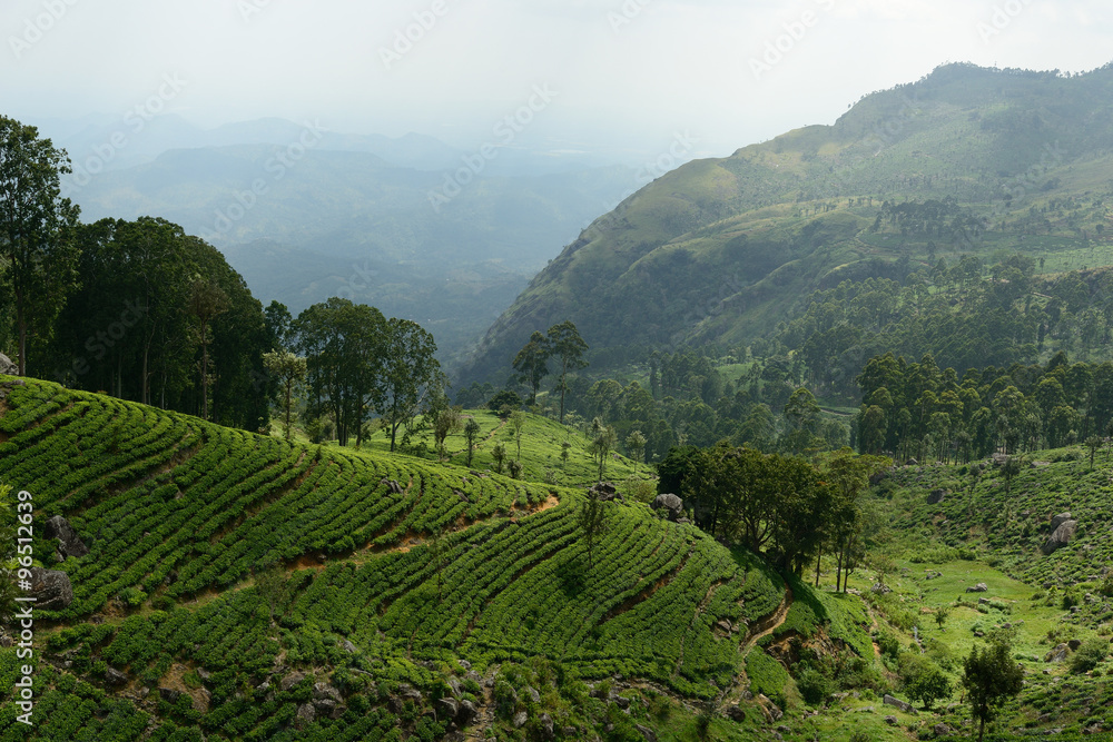 Sri Lanka, Tea plantation