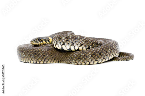 Snake lying isolated on white background