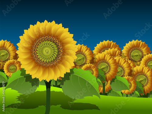 Sunflowers