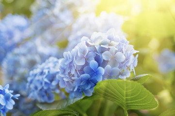 Leinwandbilder Hortensie Hortensien Blütenmeer im Garten  © Roxana