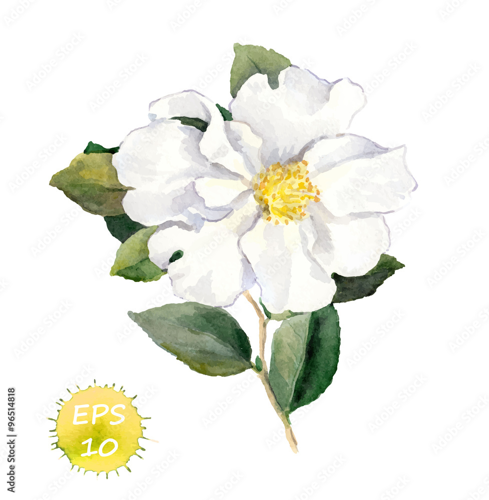 Fototapeta premium White flower. Watercolor botanical illustration