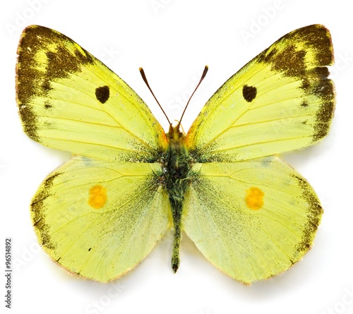 Close up view of the yellow batterfly photo