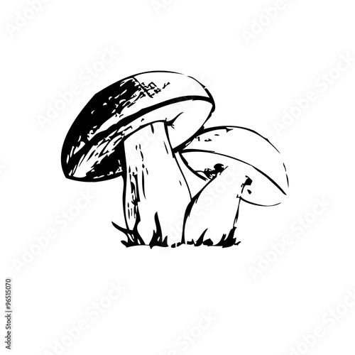 mushrooms sketch vector