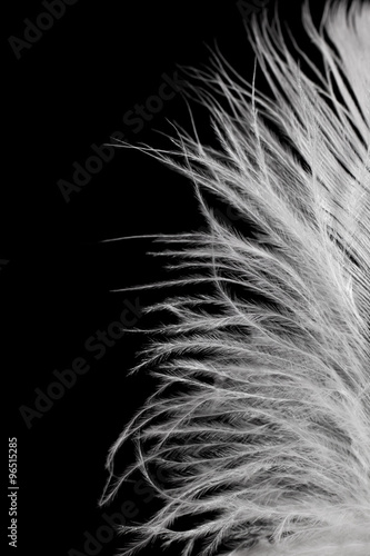 Detail of a feather on a black background 