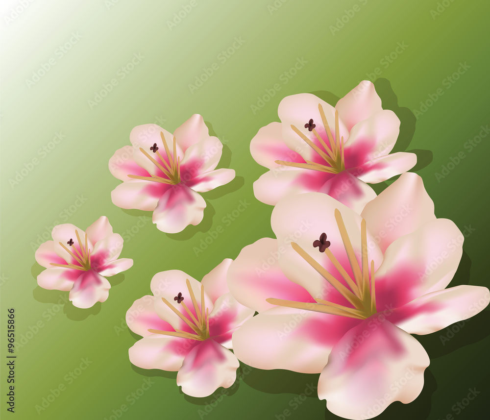 lily flowers composition on green background. Vector