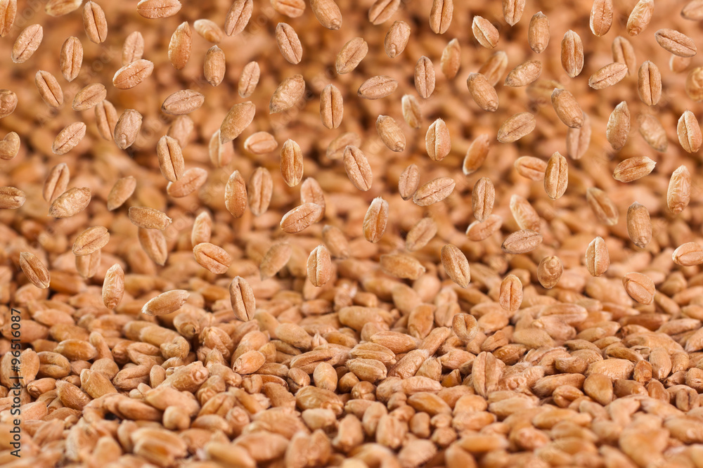 Background of falling wheat grains Background of falling wheat grains