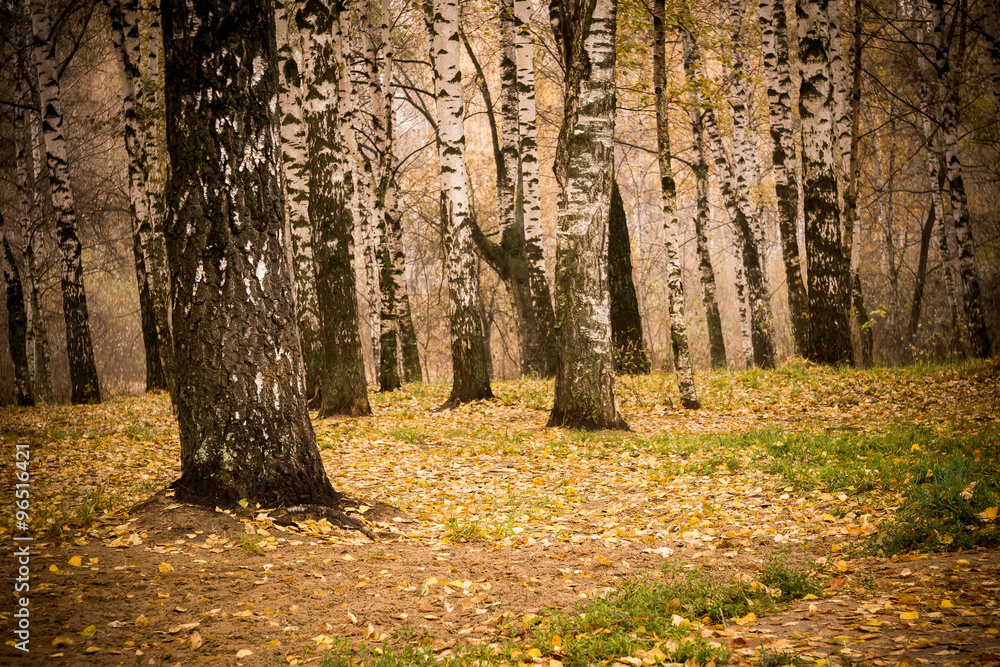 Fototapeta premium Trees in Autumn Park Retro