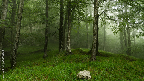 La niebla va entrando en el bosque