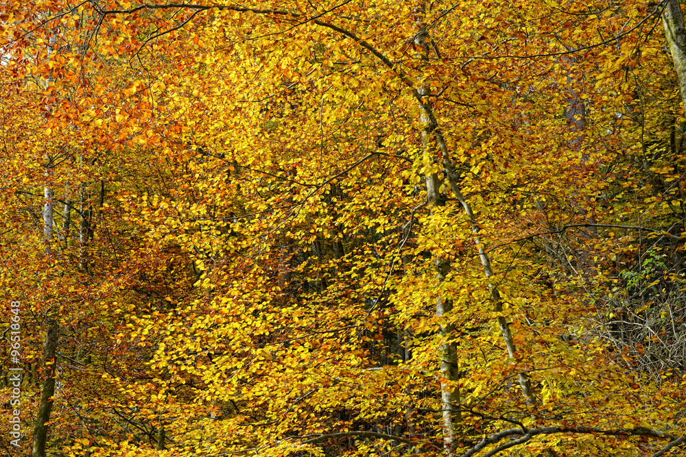 autumn time at beech tree forest with golden leaves autumn time at beech tree forest with golden leaves