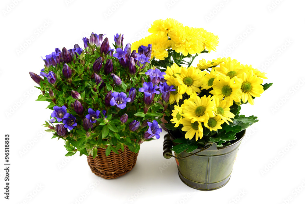 three flowerpot of blue gentian and yellow chrysanthemums