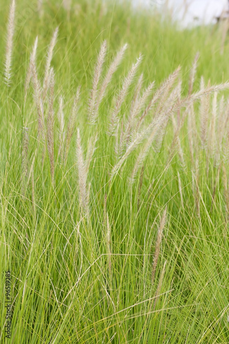 Imperata cylindrica Beauv of Feather grass in nature